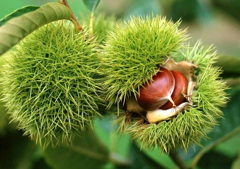 Κάστανα: Η υπερτροφή του χειμώνα